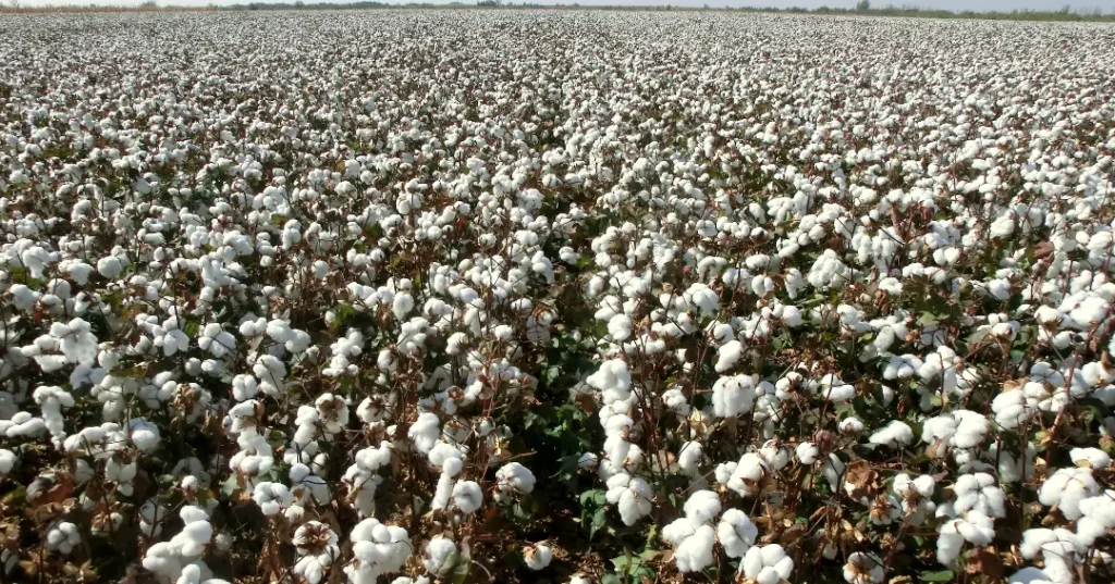 Large-Colombian-Cotton-Fields